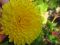Хризантема желтая на бутонах. Фото 1.
