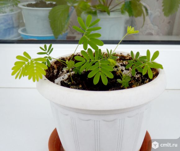 Мимоза стыдливая. Фото 1.