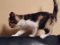 Персидские короткошерстные плюшевые котята экзоты. Фото 4.