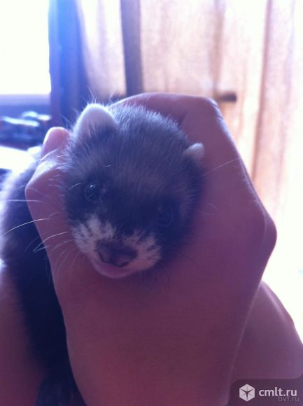 Отдам хорька,девочка,3 месяца. Фото 1.