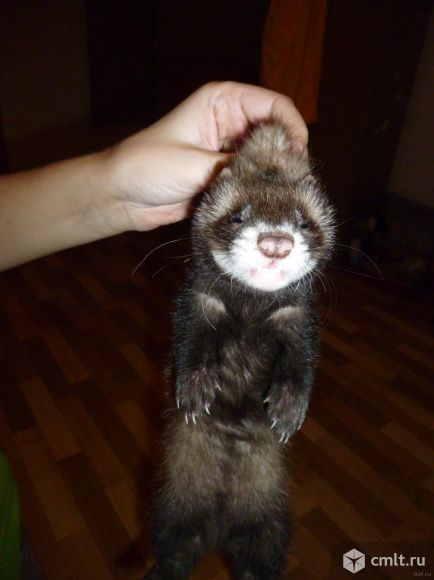 Отдам хорька,девочка,3 месяца. Фото 2.