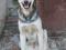 Крупный пес Клиф. Фото 1.