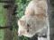 Персидская кошечка окраса камео. Фото 4.