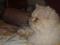 Персидский кот ( камео) для вязки. Фото 2.