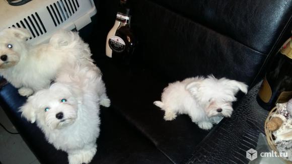 Мальтезе мини и стандарт(мальтийская болонка) белоснежные щенки. Фото 1.