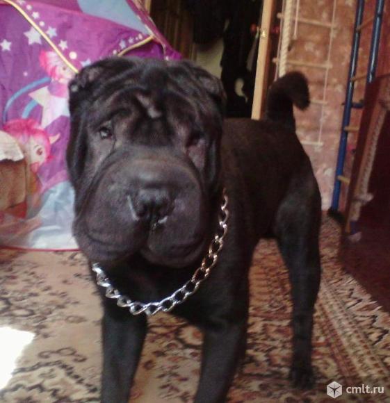 Вязка кобеля Шарпея. Фото 1.