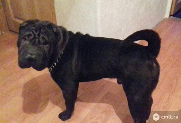 Вязка кобеля Шарпея. Фото 2.