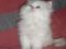 Шикарный персидский котик. Фото 1.