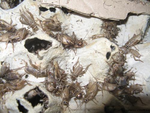 Сверчки домовые