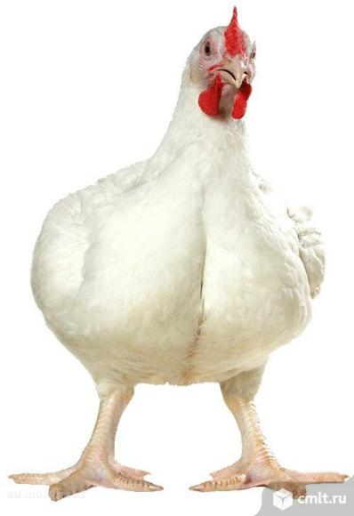Цыплята подращенные, супер бройлер, порода Иза Хаббард-Ф-15. Фото 1.