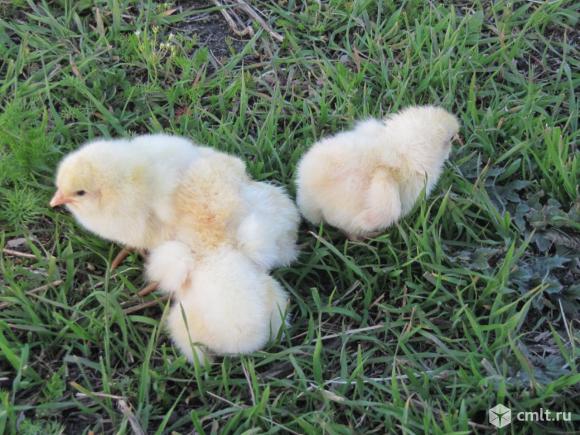 Несушка Хайсекс Браун. Фото 1.