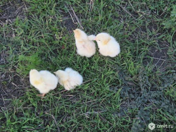 Несушка Хайсекс Браун. Фото 3.