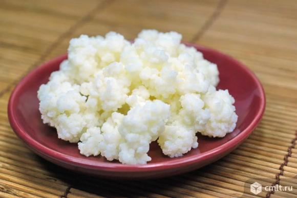 Тибетский молочный гриб (кефирный). Фото 1.