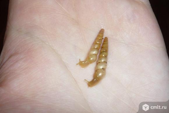 Суббулины. Фото 1.