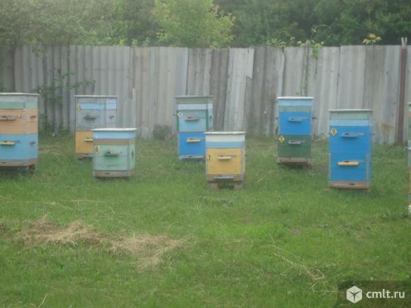 Пасека ульи Дадан с пчелами. Фото 1.