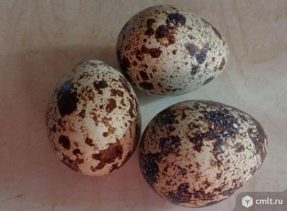 Яйца перепелиные продам. Фото 1.
