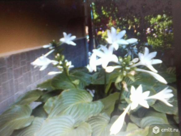 Хоста белая. Фото 1.