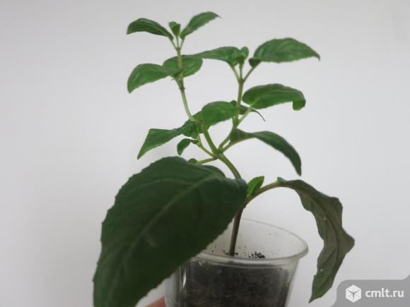 Фуксия кустовая. Фото 3.