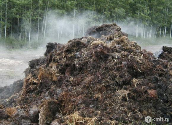 Перепревший навоз. Фото 1.