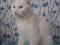 Белый молодой кот Ларсик. Фото 1.