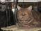 Шотландский кот для вязки. Фото 1.