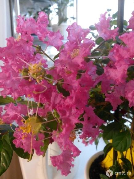 Лагерстремия (Индийская сирень). Фото 1.