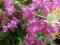 Лагерстремия (Индийская сирень). Фото 3.