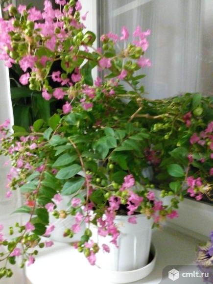 Лагерстремия (Индийская сирень). Фото 5.