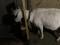 Зааненская молочная коза. Фото 3.