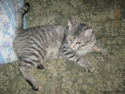 Найдена кошка