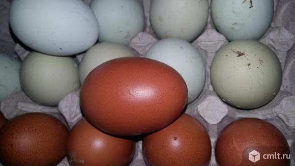 Инкубационное яйцо маран чёрно-медный. Фото 1.