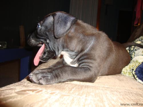 Питбуль. Фото 1.