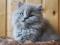 Британская длинношерстная кошка (Хайлендер). Фото 2.
