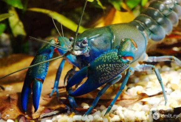 Cherax Destructor Yabby, Ябби Разрушитель или Австралийский синий рак.. Фото 2.
