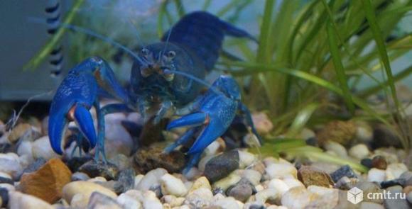 Cherax Destructor Yabby, Ябби Разрушитель или Австралийский синий рак.. Фото 1.