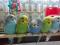 Ручных птенцов волнистых попугаев,корелл,амадин.. Фото 1.