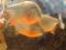 Аквариум с экзотическими рыбоньками пиряньями. Фото 2.