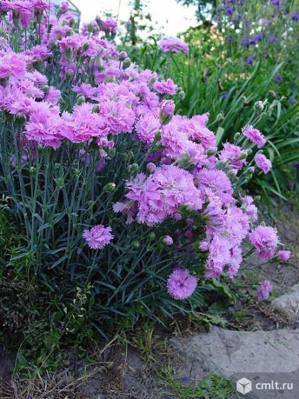 Многолетняя гвоздика. Фото 2.