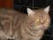 Шотландский кот для вязки. Фото 2.