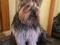 Стрижка собак в Тепличном. Фото 4.