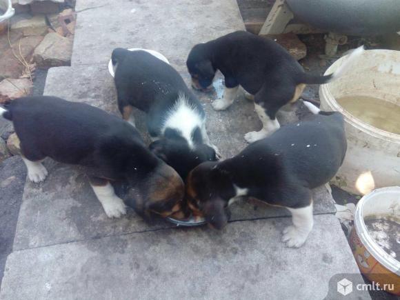 Продам щенка эстонской гончей, выжловец.. Фото 8.