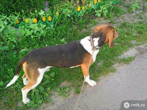 Продам щенка эстонской гончей, выжловец.. Фото 1.