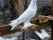 Таджикские бойные голуби. Фото 1.