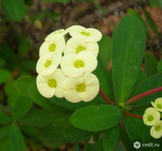 Красулла. Фото 3.