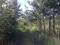 Рамонский район, Россиянка СНТ. 15 соток, сосны, сад. Фото 2.