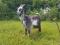 Альпийская дойная коза. Фото 1.