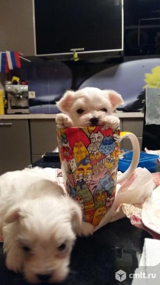 Мальтезе шикарные мальчики и девочки мини и стандарт.. Фото 1.