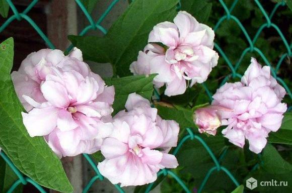 Калистегия махровая. Фото 1.