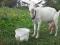 Зааненская дойная коза. Фото 1.