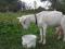 Зааненская дойная коза. Фото 2.